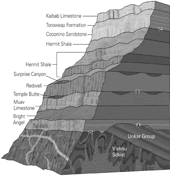 <strong>In the following image of the Grand Canyon, identify the angular unconformity. </strong> A)A B)B C)C D)D