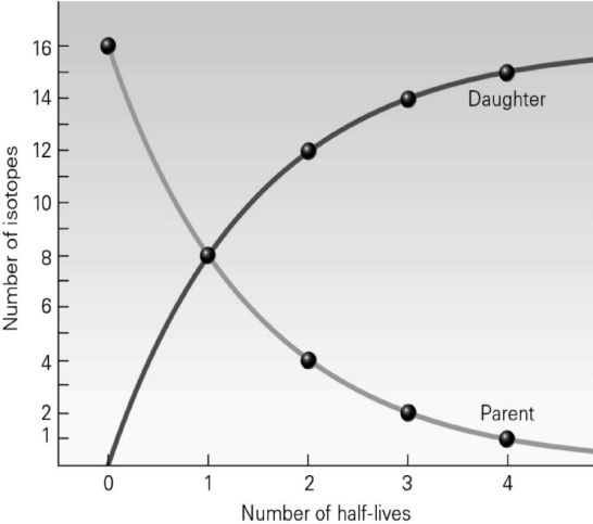 <strong>According to the following image, after one half-life has passed, what is the ratio of parent isotopes to daughter isotopes? </strong> A)16:0 B)8:8 C)4:12 D)2:16