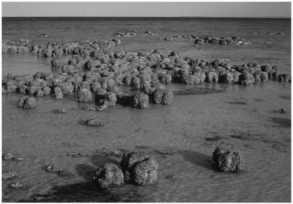 <strong>Stromatolites are layered structures produced by the activity of  </strong> A)dinosaurs. B)methanogens. C)cyanobacteria D)green algae. <div style=padding-top: 35px> 