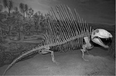<strong>The fossil fish Tiktaalik made headlines in 2005 because it  </strong> A)was preserved with a hook in its mouth and is the oldest evidence of human fishing. B)was the largest shark ever recovered from the fossil record. C)represents a transitional form between lobe-finned fish and terrestrial vertebrates. D)was found alive in the modern deep ocean; previously, the fish was thought to be extinct. <div style=padding-top: 35px> 