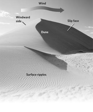 <strong>The image below is of a __________ dune. </strong> A)transverse B)star C)longitudinal D)parabolic