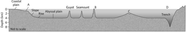 <strong>Which location is the passive continental margin on the image below? </strong> A)A B)B C)C D)D