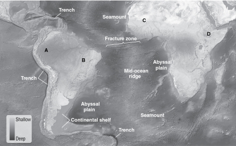 <strong>In the figure below, which letter represents the active continental margin? </strong> A)A B)B C)C D)D