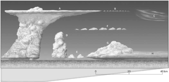Label the cloud types in the images below using the word bank provided. cumulonimbus cumulus congestus stratus cirrocumulus cirrus altocumulus cumulus nimbostratus