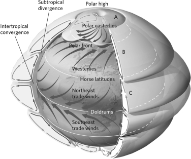 Identify and label the Hadley, Ferrel, and polar cells on the diagram below.