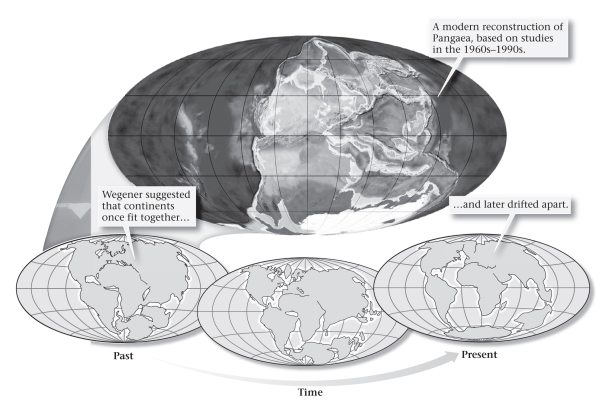 <strong>Wegener proposed continental drift after he observed evidence from fossils,glacial deposits,and the fit of the continents that suggested all of the continents were once ____________. </strong> A)aligned north to south along the prime meridian during the Late Cenozoic B)aligned east to west along the equator during the Late Mesozoic through the Cenozoic C)combined to form a supercontinent (he termed Rodinia)in the Proterozoic D)combined to form a supercontinent (he termed Pangaea)in the Late Paleozoic through the Mesozoic