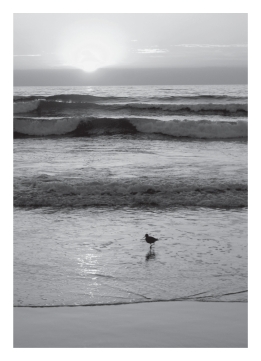 <strong>Waves cause beach sand to be ____________. </strong> A)well rounded B)poorly sorted C)well sorted D)A and B are both correct. E) A and C are both correct.