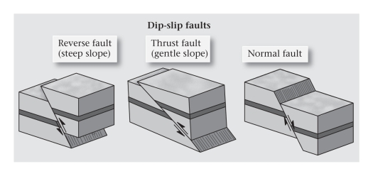 <strong>In a ____________ fault,the fault plane is greater than 35° from horizontal and the hanging-wall block moves upward relative to the footwall block. </strong> A)detachment B)normal C)reverse D)thrust