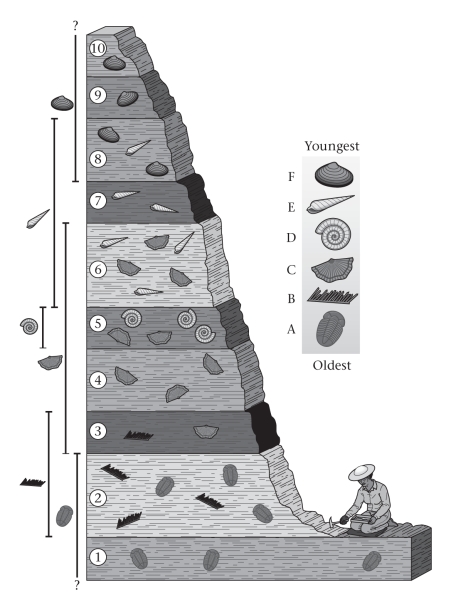 <strong>Within the world's sedimentary rocks,fossils ____________. </strong> A)are rarely,if ever,found B)are randomly distributed C)occur in an ordered sequence