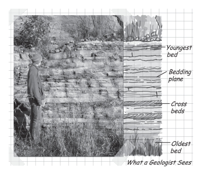 <strong>Which of the following geologic principles is a direct result of gravity? </strong> A)baked contacts B)cross-cutting relationships C)original horizontality D)inclusions