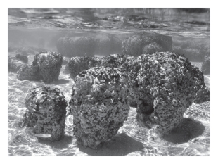 <strong>Stromatolites are layered structures produced by the activity of ____________.  </strong> A)dinosaurs B)methanogens C)cyanobacteria D)green algae <div style=padding-top: 35px> 