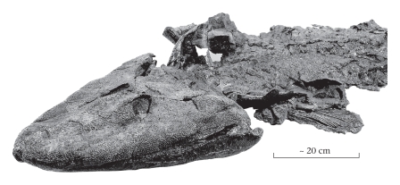<strong>The fossil fish Tiktaalik made headlines in 2005 because it ____________.  </strong> A)was preserved with a hook in its mouth and represents the oldest evidence of human fishing B)was the largest shark ever recovered from the fossil record C)represents a transitional form between more typical bony fish and terrestrial vertebrates D)was found alive in the modern deep ocean;previously,the fish was thought to be extinct <div style=padding-top: 35px> 