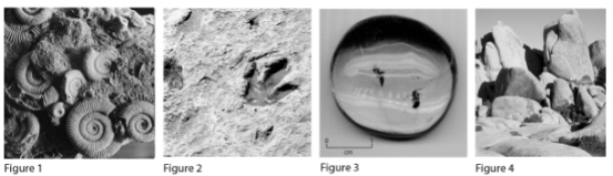 <strong>Which of the following would NOT be considered a fossil?  </strong> A) Figure 1 B) Figure 2 C) Figure 3 D) Figure 4 <div style=padding-top: 35px> 