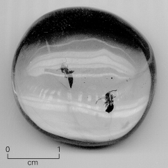 <strong>What type of fossil is shown in the picture?  </strong> A) body fossil B) trace fossil C) mold fossil D) cast fossil <div style=padding-top: 35px> 