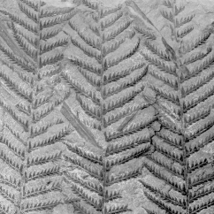 <strong>The following picture is of what type of fossil?  </strong> A) carbonized impression B) dried body fossil C) mold or cast D) permineralized organism <div style=padding-top: 35px> 