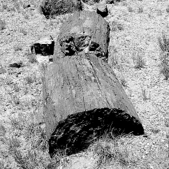 <strong>The following is an example of what type of fossil?  </strong> A) trace fossil B) permineralized organism C) carbonized impression D) mold or cast fossil <div style=padding-top: 35px> 