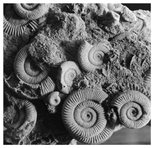 <strong>What type of fossil is shown in the picture below?  </strong> A) impressions B) mold fossils C) cast fossils D) trace fossils <div style=padding-top: 35px> 