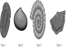 <strong>Which of the following is a brachiopod?  </strong> A) Figure 1 B) Figure 2 C) Figure 3 D) Figure 4 <div style=padding-top: 35px> 