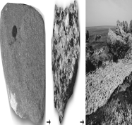 <strong>What are the steps needed to progress through the different rocks in the pictures below? </strong> A) erosion and deposition of sediments in ocean à rocks subducted à rocks melted and cooled underground à uplift and exposure of rocks à erosion of rocks B) erosion and deposition of sediments in ocean à rocks subducted à rocks melted and cooled above ground à uplift and exposure of rocks à erosion of rocks C) erosion and deposition of sediments in ocean à rocks subducted à rocks subjected to high heat and pressure à uplift and exposure of rocks à erosion of rocks D) erosion and deposition of sediments in ocean à rocks subducted à rocks melted and cooled underground à erosion of rocks