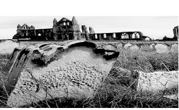 <strong>What type of weathering is shown in the following picture?  </strong> A) salt wedging B) frost wedging C) dissolution D) hydration <div style=padding-top: 35px> 