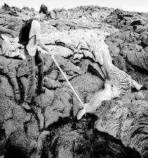 <strong>What type of rock is being formed in the picture?  </strong> A) igneous B) sedimentary C) metamorphic D) inequant <div style=padding-top: 35px> 
