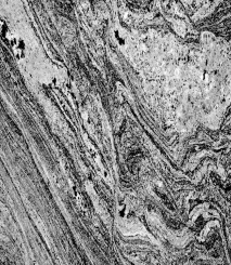 <strong>What type of rock is shown in the picture?  </strong> A) clastic B) sedimentary C) igneous D) metamorphic <div style=padding-top: 35px> 