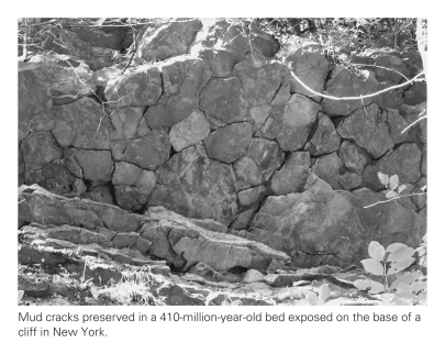 <strong>If a geologist found preserved mud cracks,he or she could conclude that the environment in which they formed ____________. </strong> A) was once covered in wet mud B) was once covered in hexagonal plates of mud with curled-up edges C) has been covered in sediment D) All of the above are correct.