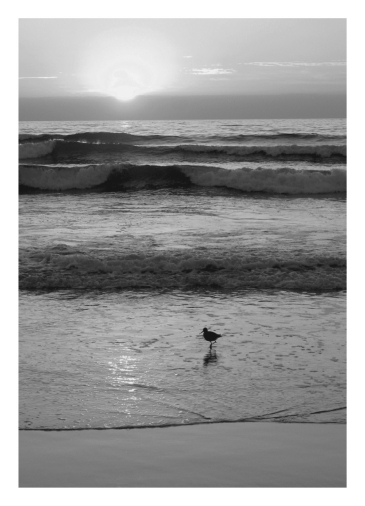 <strong>Waves cause beach sand to be ____________. </strong> A) well rounded B) poorly sorted C) well sorted D) Both a and b are correct. E) Both a and c are correct.