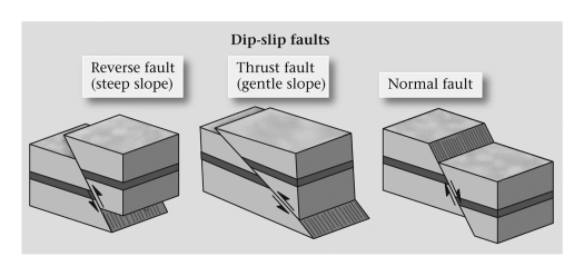 <strong>In a ____________ fault,the fault plane is greater than 35° from horizontal and the hanging-wall block moves upward relative to the footwall block. </strong> A) detachment B) normal C) reverse D) thrust