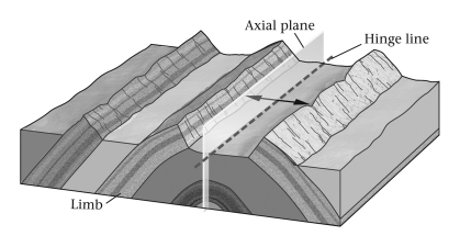 <strong>A fold shaped like an elongate arch is a(n)____________. </strong> A) anticline B) basin C) dome D) syncline