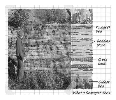 <strong>Which of the following geologic principles is a direct result of gravity? </strong> A) baked contacts B) cross-cutting relationships C) original horizontality D) inclusions