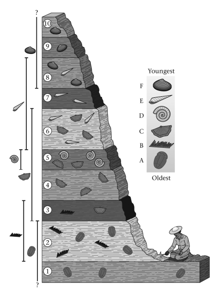 <strong>Within the world's undisturbed sequences of sedimentary rocks,fossils ____________. </strong> A) are rarely, if ever, found B) are randomly distributed C) occur in an ordered sequence