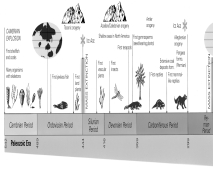 <strong>Look carefully at the figure below.Now,think why insects,reptiles and mammals might have appeared on the continents after plants.  </strong> A) There was not enough atmospheric oxygen for animals, etc., until the Devonian. B) Land plants might have provided food and protection from the Sun. C) There was not enough continental landmass until the Devonian Period. D) The formation of banded-iron formations (BIFs) across the continents during the Silurian probably coincided with widespread iron poisoning of rivers and lakes <div style=padding-top: 35px> 