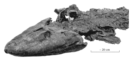 <strong>The fossil fish Tiktaalik is noteworthy because it ____________.  </strong> A) was preserved with a hook in its mouth and represents the oldest evidence of human fishing B) is the largest fossil shark ever recovered C) represents a transitional form between fish and land creatures D) was found alive in modern oceans; previously, it was thought to be extinct <div style=padding-top: 35px> 