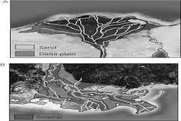 <strong>Look at river Deltas A and B and choose the correct statement about the river sediment loads and coastal processes that might be destroying the deltas. </strong> A) Delta A receives more river sediment and is being destroyed more quickly by coastal processes. B) Delta B receives more river sediment and is being destroyed more quickly by coastal processes. C) Delta A receives more river sediment and is being destroyed less quickly by coastal processes. D) Delta B receives more river sediment and is being destroyed less quickly by coastal processes.