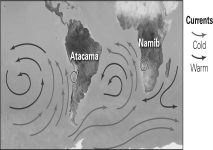 <strong>If the two counterclockwise ocean current cells shown below were to reverse their directions of flow,what would happen to the Atacama and Namib deserts? </strong> A) Each would probably become larger and drier. B) There would probably be no significant change to them. C) They would probably experience more rainfall and might disappear. D) They would probably experience tectonic subsidence.