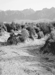 <strong>Why is the land surface higher underneath the clumps of vegetation? </strong> A) evaporation, causing compaction of soils B) compaction of the ground from the hoofs of cattle or other grazing animals C) deflation of the ground surface by wind erosion D) excretion of soil particles by the bushes during their lifetimes