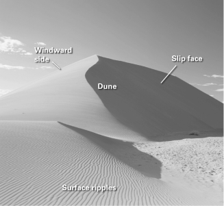 <strong>If you excavated an exploratory trench from left to right through either of the sand dunes in the figure below,which way would you expect to find the cross-beds dipping? </strong> A) vertically B) to the right C) to the left D) horizontally