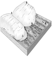 <strong>In the figure below,an ice sheet flows from the upper left to the lower right,where it melts.At which location are you most likely to find a medial moraine? </strong> A) A. B) B. C) C. D) D.