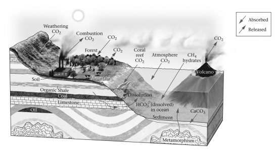 <strong>The figure below shows a variety of processes that are part of the global carbon cycle.Which of the following three chemicals besides CO₂ are shown as part of the carbon cycle? </strong> A) CO (carbon monoxide), C (graphite or diamond), and CO₃ (carbon trioxide) B) CH₄ (methane), O₃ (ozone), and C (graphite or diamond) C) CH₄ (methane), HCO₃- (bicarbonate), and CaCO₃ (calcite) D) CO (carbon monoxide), CO₃ (carbon trioxide), and CaCO₃ (calcite)