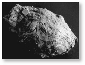 <strong>The image below shows a ________,which is a large piece of pyroclastic debris ejected during an eruption,with a smooth texture due to the fact that it was partially molten when ejected. </strong> A)block B)bomb C)lapilli D)xenolith