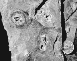<strong>What type of weathering has happened to the rocks in the following picture? </strong> A)hydrolysis B)hydration C)dissolution D)oxidation