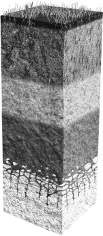 Label the different soil horizons on the image below,then provide a brief description of each horizon next to the corresponding layer.