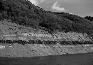 <strong>The image below shows a layer of ________,which is an accumulation of dead plant material. </strong> A)limestone B)coal C)sandstone D)chalk