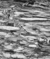<strong>What was the direction of compression that formed the foliation in the image below? </strong> A)top and bottom,pressing inward B)both sides,pressing inward C)top and bottom,pulling outward D)in and out of the image,pulling outward