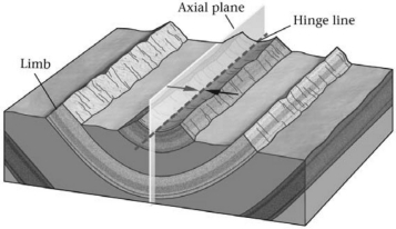 <strong>The fold in the image below is a(n)________. </strong> A)anticline B)basin C)dome D)syncline