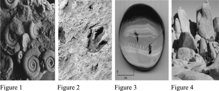 <strong>Which of the following would NOT be considered a fossil? </strong> A)Figure 1 B)Figure 2 C)Figure 3 D)Figure 4