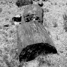<strong>The following is an example of what type of fossil? </strong> A)trace fossil B)permineralized organism C)carbonized impression D)mold or cast fossil