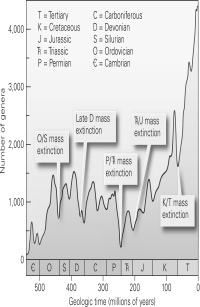 <strong>According to the figure below,which mass extinction was the most devastating? </strong> A)Permian/Triassic B)Ordovician/Silurian C)Cretaceous/Tertiary D)Late Devonian