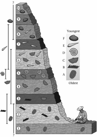 <strong>Based on the figure,what is the age of layer 7 relative to layer 3? </strong> A)Layer 7 is younger than layer 3. B)Layer 7 is older than layer 3. C)Layer 7 and layer 3 are the same rock type,so they are the same age. D)Their relative ages cannot be determined.